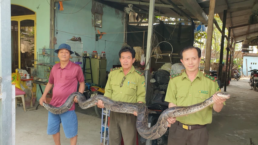 Con trăn đất nặng chừng 32kg được tiêm thuốc mê trước khi đưa ra khỏi chuồng. Ảnh: NT Con trăn đất nặng chừng 32kg được tiêm thuốc mê trước khi đưa ra khỏi chuồng. Ảnh: NT