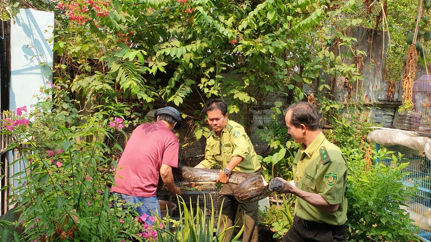 Chi cục Kiểm lâm TP.HCM đã tiếp nhận con trăn từ người dân ở quận Bình Tân bàn giao. Ảnh: NT Chi cục Kiểm lâm TP.HCM đã tiếp nhận con trăn từ người dân ở quận Bình Tân bàn giao. Ảnh: NT