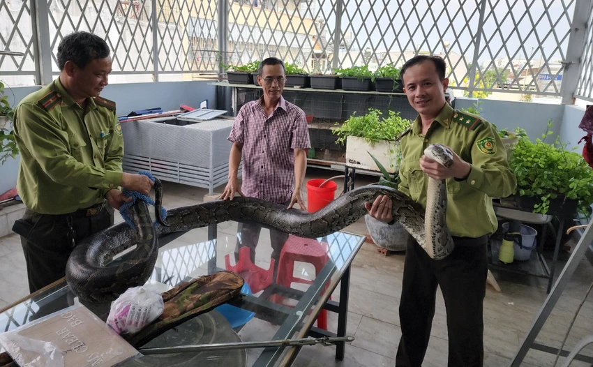 Con trăn đất cái có trọng lượng khoảng 42kg được người dân ở TP Thủ Đức bàn giao cho kiểm lâm. Ảnh: HT Con trăn đất cái có trọng lượng khoảng 42kg được người dân ở TP Thủ Đức bàn giao cho kiểm lâm. Ảnh: HT