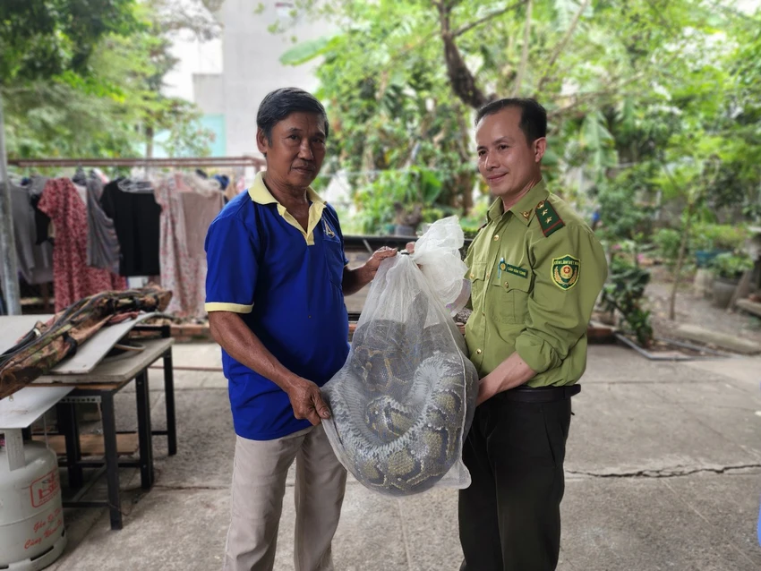 Trong ngày, ông Phi, ngụ TP Thủ Đức cũng bàn giao trăn cho kiểm lâm. Ảnh: HT Trong ngày, ông Phi, ngụ TP Thủ Đức cũng bàn giao trăn cho kiểm lâm. Ảnh: HT