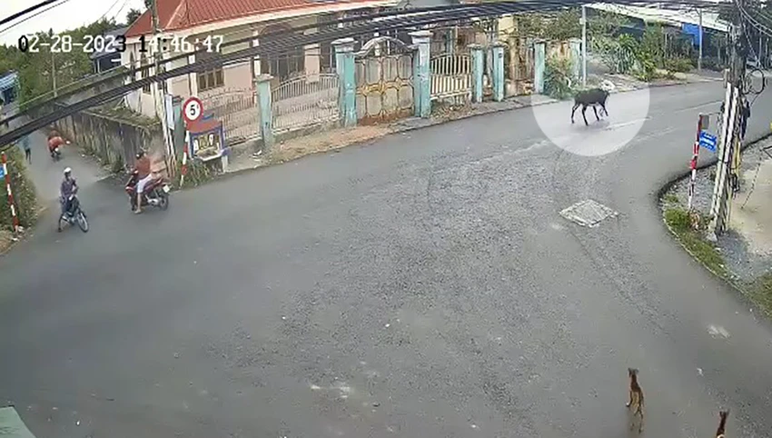 Con bò húc trúng cụ bà đang băng qua đường. Ảnh chụp từ clip Con bò húc trúng cụ bà đang băng qua đường. Ảnh chụp từ clip