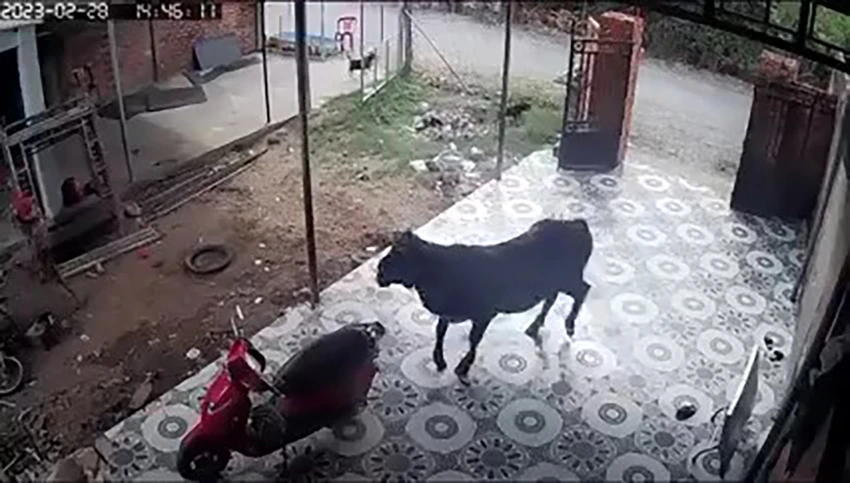 Trước đó, con bò chạy vào nhà dân gần đó và bị đuổi ra. Ảnh chụp từ clip Trước đó, con bò chạy vào nhà dân gần đó và bị đuổi ra. Ảnh chụp từ clip