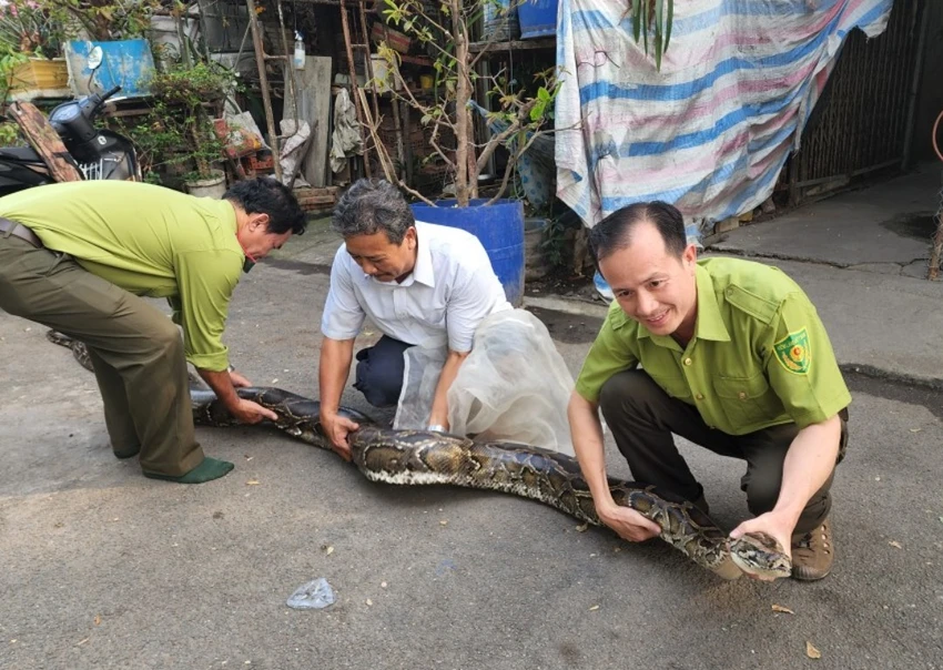Kiểm lâm đã đến tận nơi tiếp nhận con trăn đất nói trên. Ảnh: HT Kiểm lâm đã đến tận nơi tiếp nhận con trăn đất nói trên. Ảnh: HT