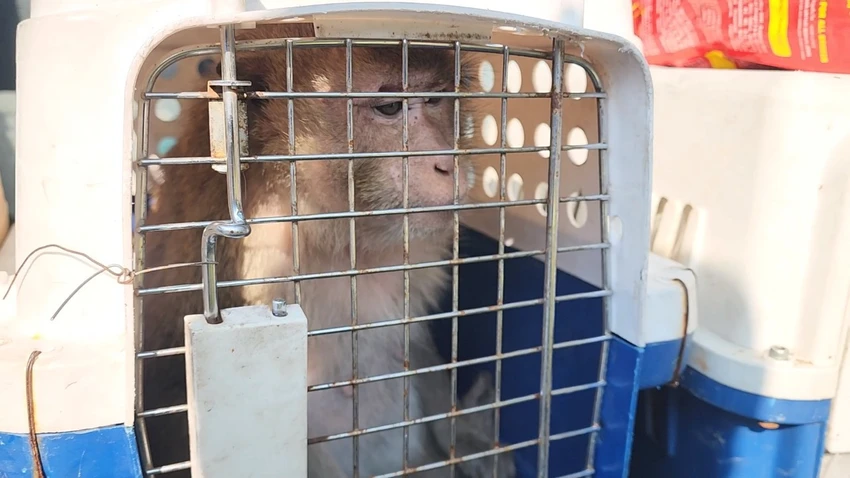 Sau quá trình nuôi dưỡng hai con khỉ, gia đình bà Bên ở TP Thủ Đức đã liên hệ với kiểm lâm để bàn giao khỉ. Ảnh: HT bàn giao khỉ đuôi lợn và khỉ đuôi dài thủ đức