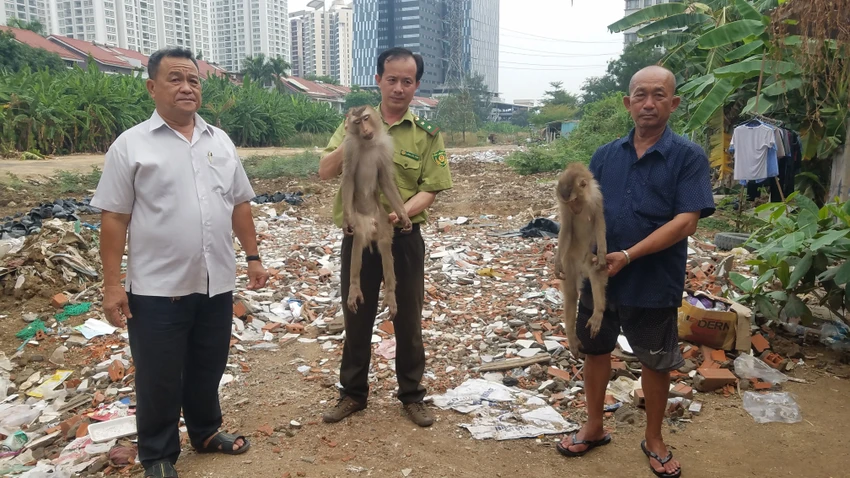 Hai con khỉ đuôi lợn được lực lượng kiểm lâm vây bắt ở huyện Nhà Bè. Ảnh: HT Hai con khỉ đuôi lợn được lực lượng kiểm lâm vây bắt ở huyện Nhà Bè. Ảnh: HT