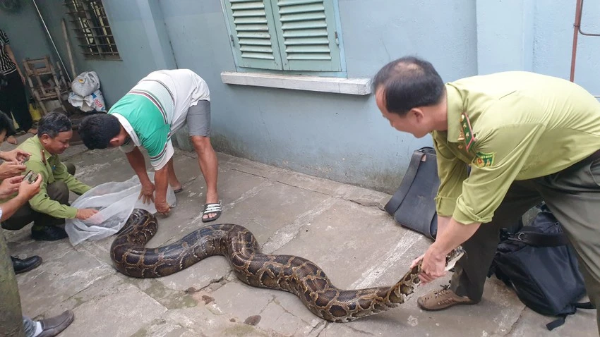 Trước đó, gia đình ông Quốc ở huyện Hóc Môn đã bàn giao một con trăn đất với trọng lượng 63kg nuôi nhiều năm. Ảnh: NT Trước đó, gia đình ông Quốc ở huyện Hóc Môn đã bàn giao một con trăn đất với trọng lượng 63kg nuôi nhiều năm. Ảnh: NT