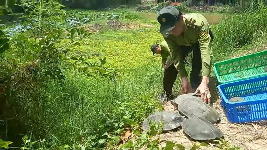 Bên cạnh đó là hàng chục con rùa quý hiếm. Ảnh: KL Bên cạnh đó là hàng chục con rùa quý hiếm. Ảnh: KL