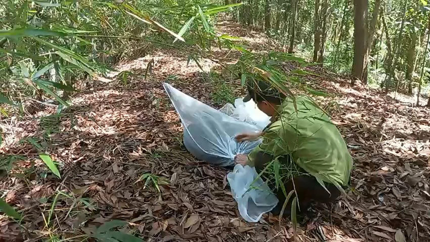 Kiểm lâm TP.HCM đã phối hợp với Khu bảo tồn đất ngập nước Láng Sen, tỉnh Long An thả các động vật hoang dã về tự nhiên. Ảnh: KL Kiểm lâm TP.HCM đã phối hợp với Khu bảo tồn đất ngập nước Láng Sen, tỉnh Long An thả các động vật hoang dã về tự nhiên. Ảnh: KL