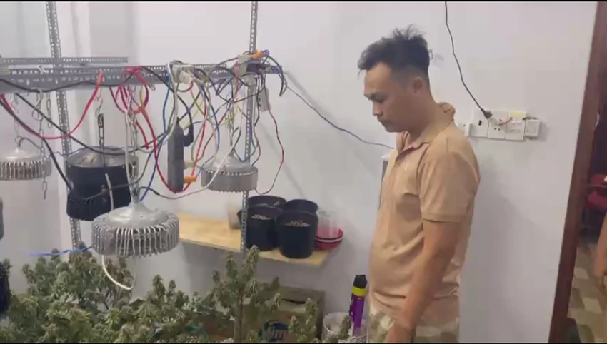Năng được xác định trồng 30 cây cần sa trong căn nhà ở quận Bình Tân. Ảnh: CA Năng được xác định trồng 30 cây cần sa trong căn nhà ở quận Bình Tân. Ảnh: CA