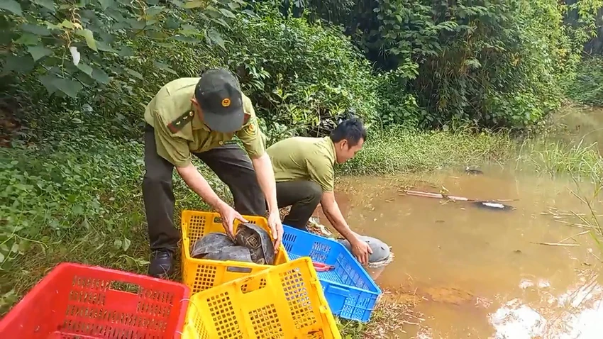 Những cá thể động vật hoang dã này được thả về Khu Bảo tồn Thiên nhiên - Văn hóa Đồng Nai, huyện Vĩnh Cửu. Ảnh: KL Những cá thể động vật hoang dã này được thả về Khu Bảo tồn Thiên nhiên - Văn hóa Đồng Nai, huyện Vĩnh Cửu. Ảnh: KL