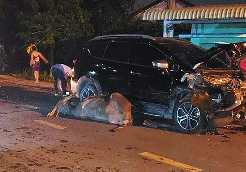 Con trâu bị tông chết khi đang di chuyển trên đường. Ảnh: NDCC Con trâu bị tông chết khi đang di chuyển trên đường. Ảnh: NDCC