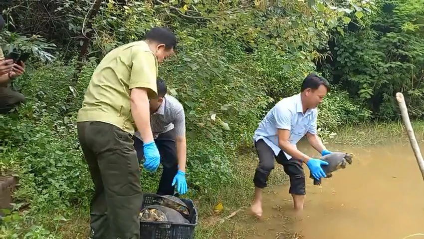 Lực lượng chức năng đã thả 65 cá thể động vật hoang dã về tự nhiên. Ảnh: KL Lực lượng chức năng đã thả 65 cá thể động vật hoang dã về tự nhiên. Ảnh: KL