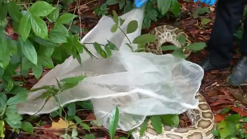 Trong số này có một con trăn đất nặng gần 10kg. Ảnh: KL Trong số này có một con trăn đất nặng gần 10kg. Ảnh: KL