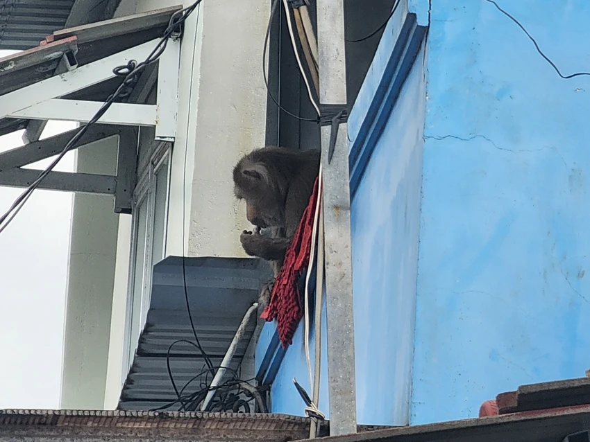 Con khỉ đực xuất hiện ở xã Vĩnh Lộc B, huyện Bình Chánh hiện đã được đưa về trung tâm cứu hộ. Ảnh: HT