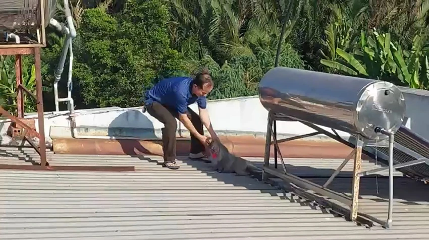 Khỉ quậy cắn chết chó người dân ở Nhà Bè bị bắt