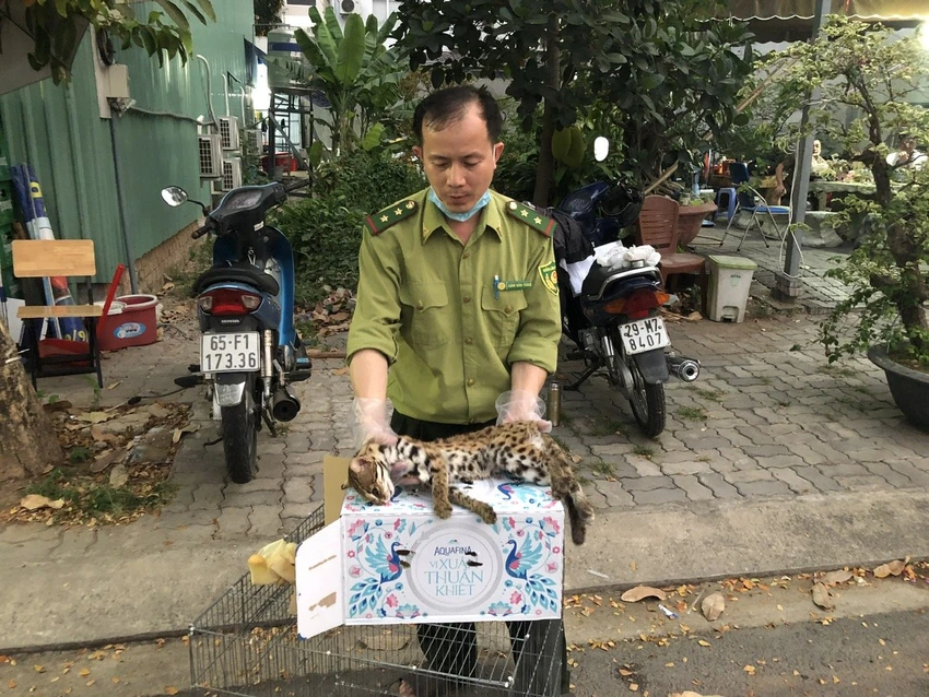 giai-cuu-meo-rung-quy-bi-cot-4-chan-nguoi-dan-ong-bi-can-vao-tay-1.jpg