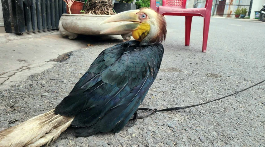 Bắt được chim lạ đậu trên giàn mướp khi chăm rau ở sân thượng