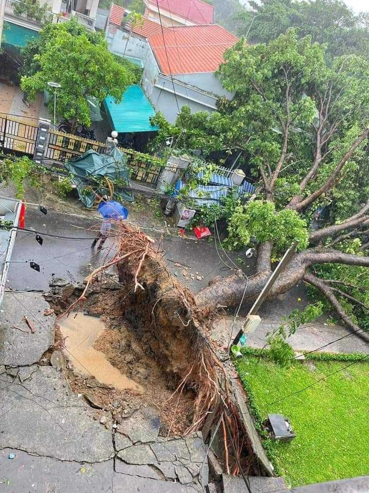 Mưa to gió lớn, hàng loạt cây bật gốc, gãy đổ đè người đi đường