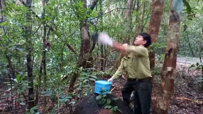 Con chim quý bay vào trường học ở Quận 4 và 24 động vật được thả về tự nhiên