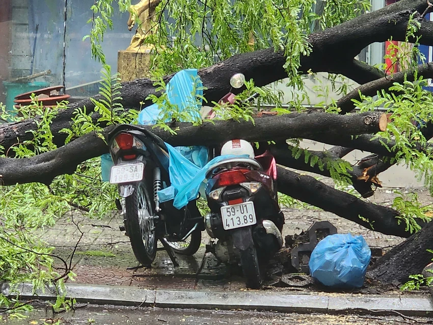 2 cây me bật gốc đè 5 xe máy trên đường Nguyễn Du