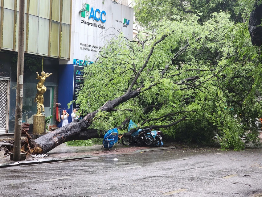 2 cây me bật gốc đè 5 xe máy trên đường Nguyễn Du
