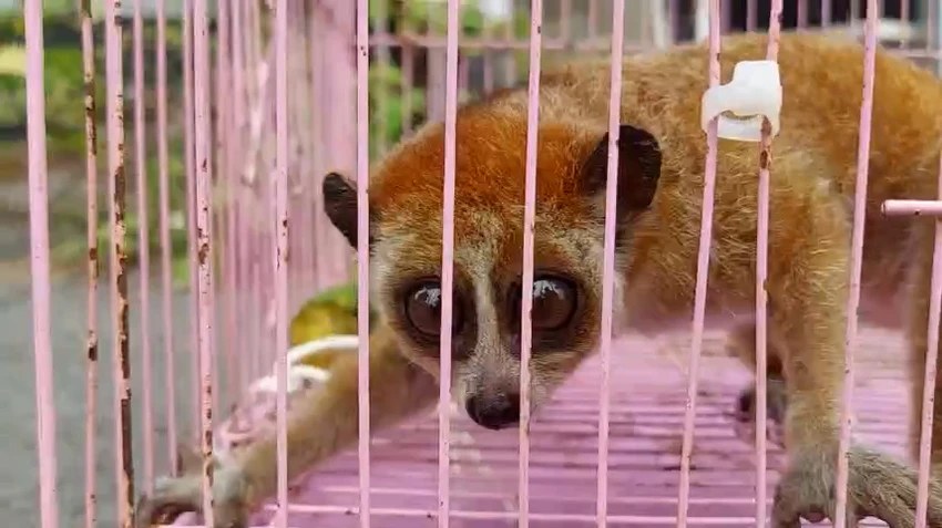 nguoi-dan-ong-o-thu-duc-bat-duoc-con-vat-quy-o-cay-xoai-sau-nha-1.jpg