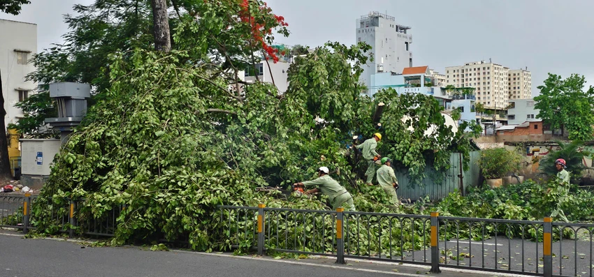 Cây xanh bật gốc đè trúng người và ô tô ở TP.HCM