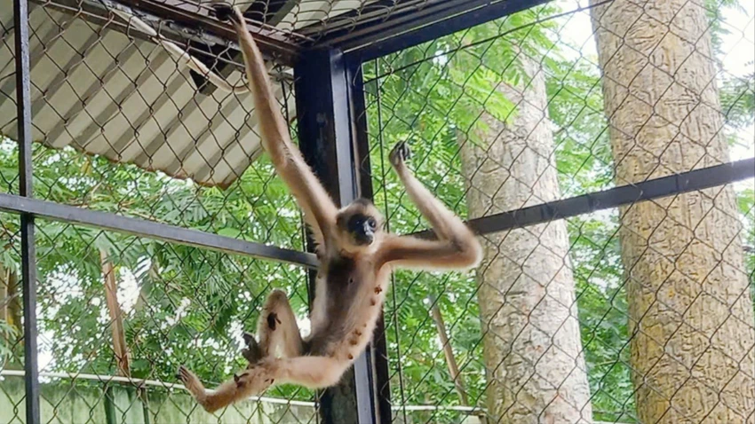 vượn má vàng