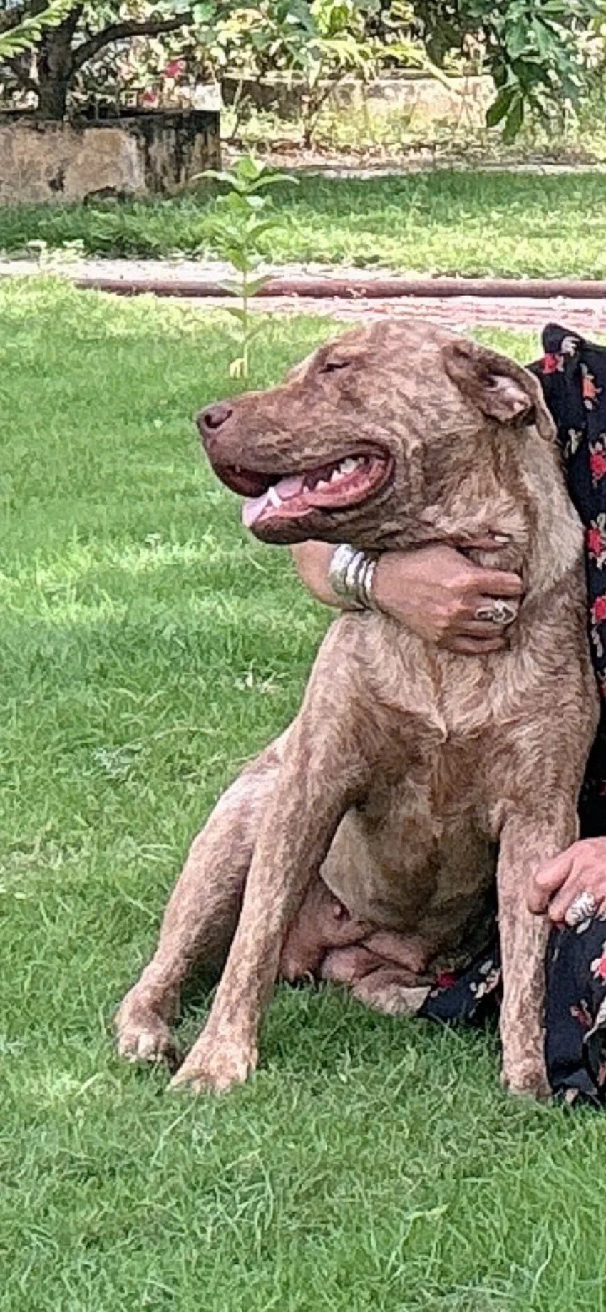 Con chó bị trộm thuộc giống Bandog lai, có trọng lượng khoảng 38 kg. Ảnh: CA z7656721884183_586150c4db84fc2fb2f1a04924d05c08.jpg