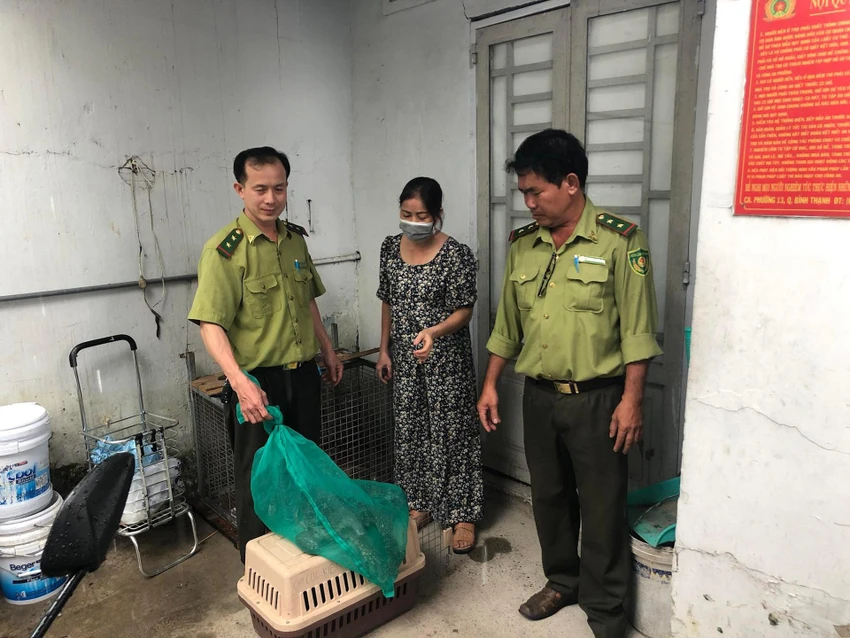 Chị Hà bàn giao con kỳ đà cho lực lượng kiểm lâm. Ảnh: ĐC Chị Hà bàn giao con kỳ đà cho lực lượng kiểm lâm. Ảnh: ĐC