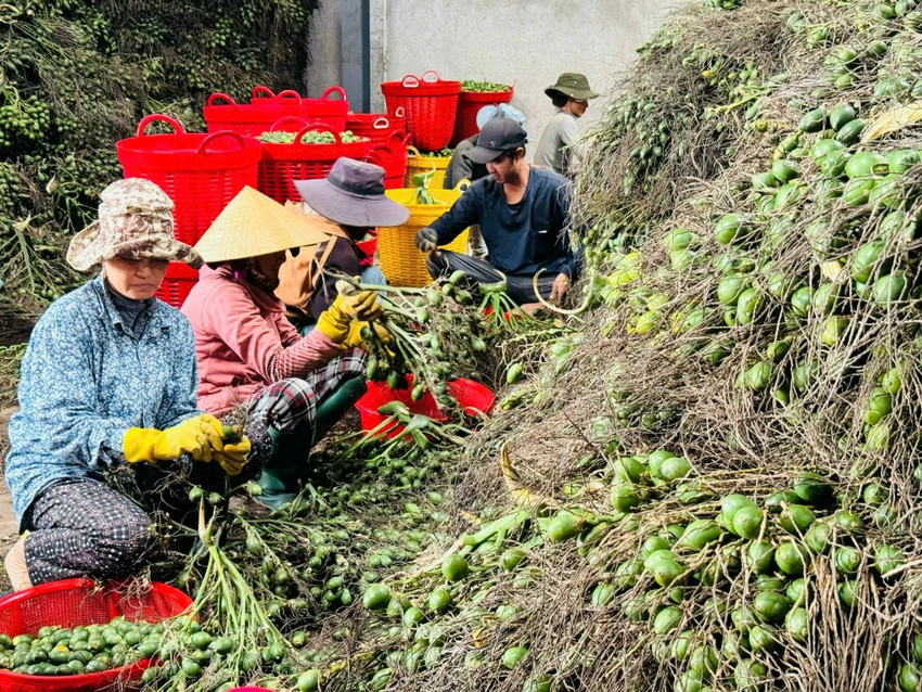 quang-ngai-nong-dan-trung-dam-nho-gia-cau-tang-ky-luc-3.jpg