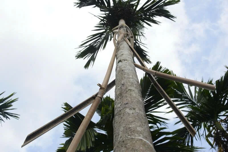 quang-ngai-nong-dan-trung-dam-nho-gia-cau-tang-ky-luc-4.jpg