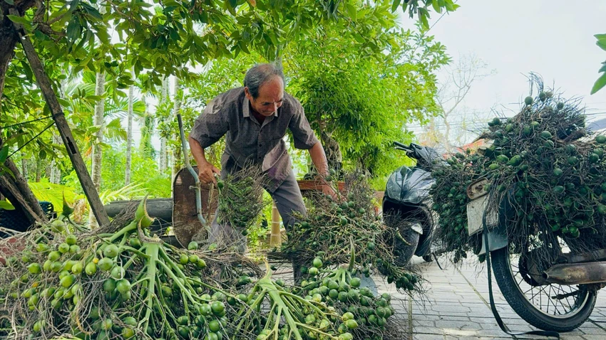 Giá cau cao chưa từng có, Quảng Ngãi khuyến cáo không ồ ạt 'chạy’ theo cây cau