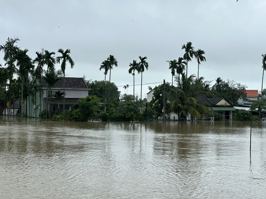 Ngập úng hơn 1.200 ha lúa đã gieo sạ ở Quảng Ngãi