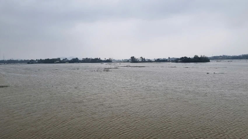 ngap-ung-hon-1-200ha-lua-da-gieo-sa-o-quang-ngai-3.jpg