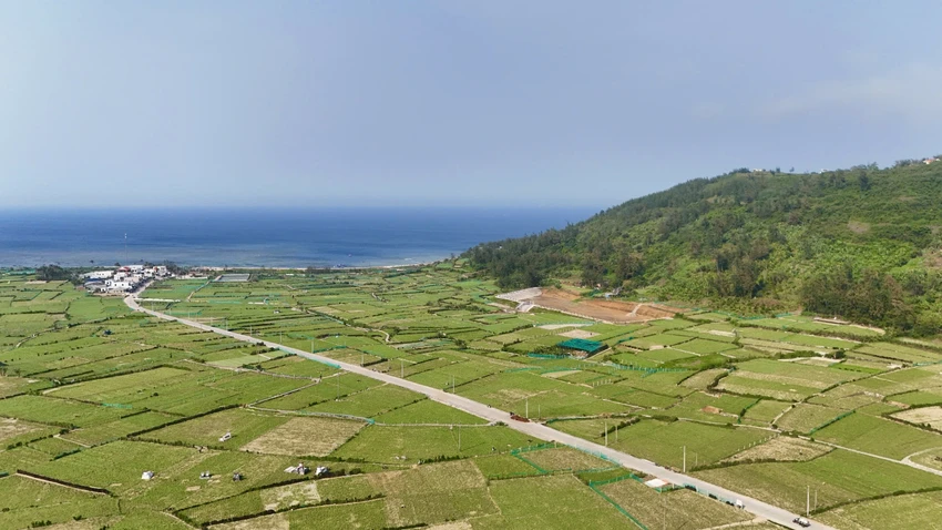 mua-thu-hoach-vang-trang-o-dao-ly-son-3.jpg
