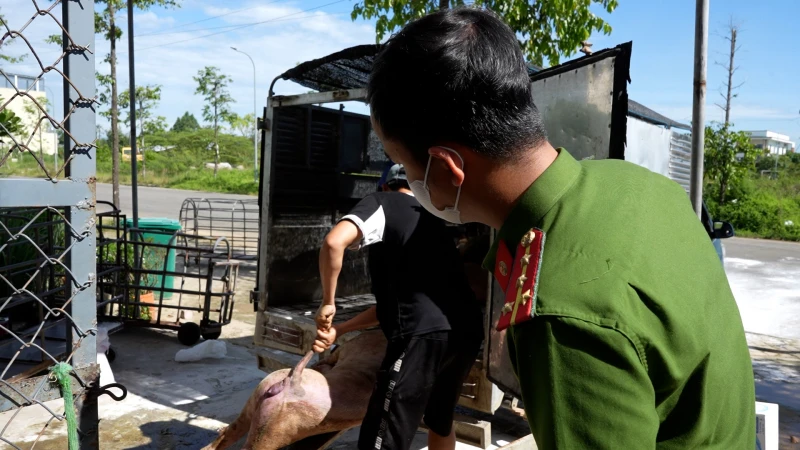 phat-hien-co-so-thu-gom-72-con-lon-duong-tinh-dich-ta-lon-chau-phi-de-mo-lam-lap-xuong-1.jpg