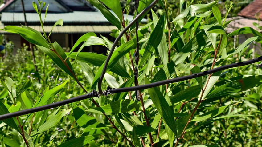 on-30-ho-dan-o-quang-ngai-4-nam-moi-mon-cho-dien-7.jpg