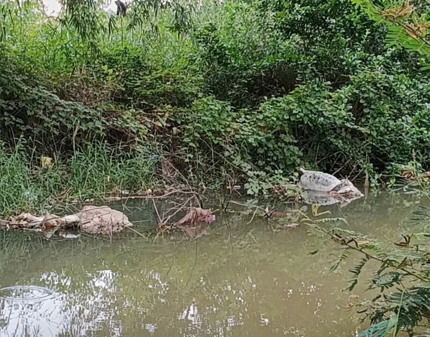 Quảng Ngãi: Nhiều xác lợn chết trôi lềnh bềnh trên kênh