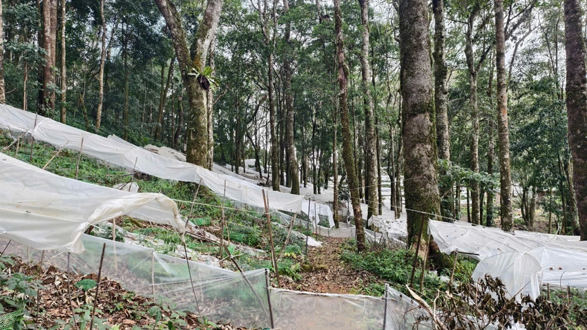 quang-ngai-huong-toi-6-000ha-sam-ngoc-linh-lam-mui-nhon-kinh-te-vung-cao-1.jpg
