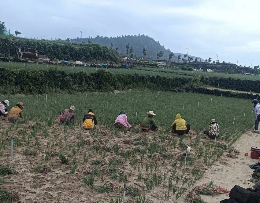 Nông dân Lý Sơn tất bật thu hoạch hành chạy bão Thần Gió