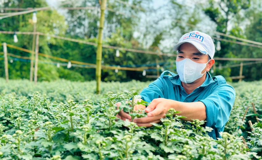 Nhà vườn Quảng Ngãi “chốt sổ” sớm, thương lái đặt cọc kín vườn