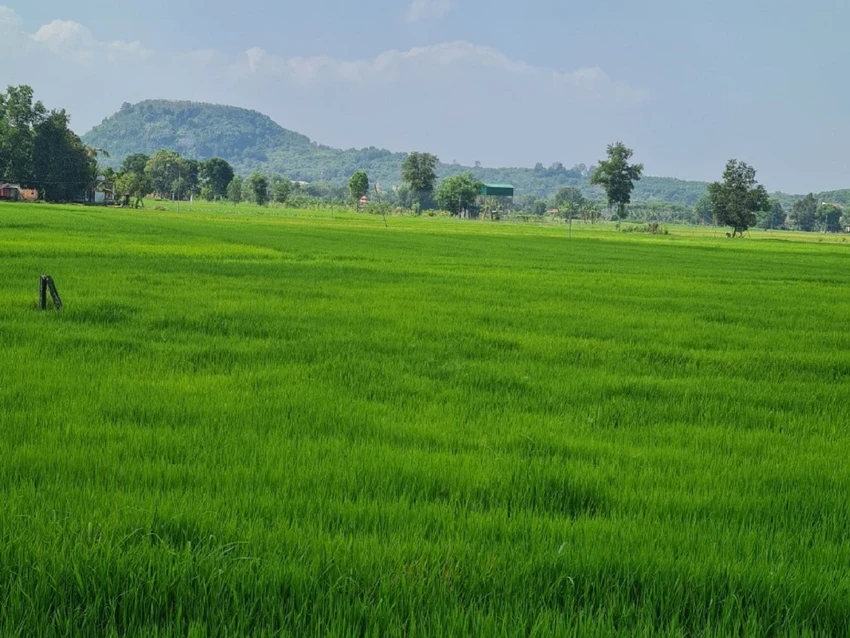 đất trồng lúa