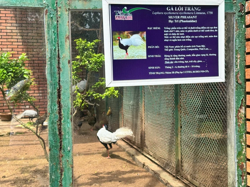 ga-loi-trang-4.jpg