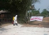 Tiêu hủy nhiều heo rừng nghi bị dịch tả heo châu Phi