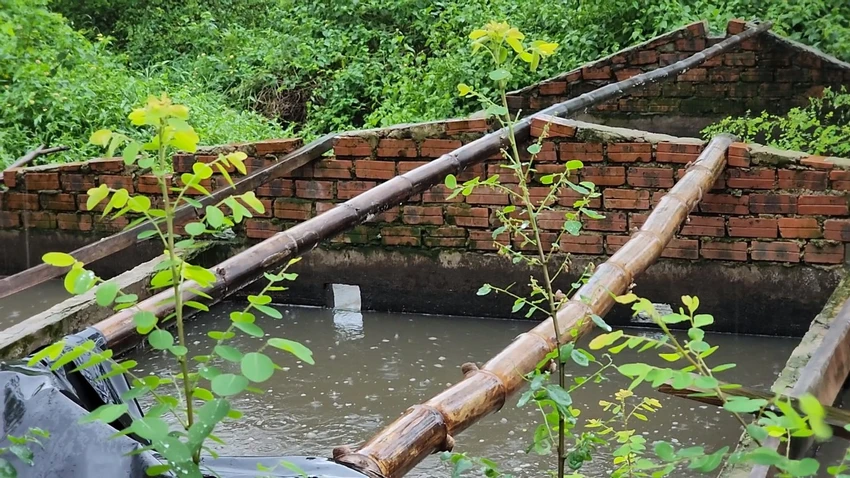 quang-nam-da-nang-trai-heo-xa-thai.jpg