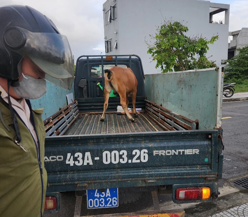 Bò thả rông