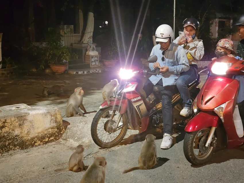 sơn trà