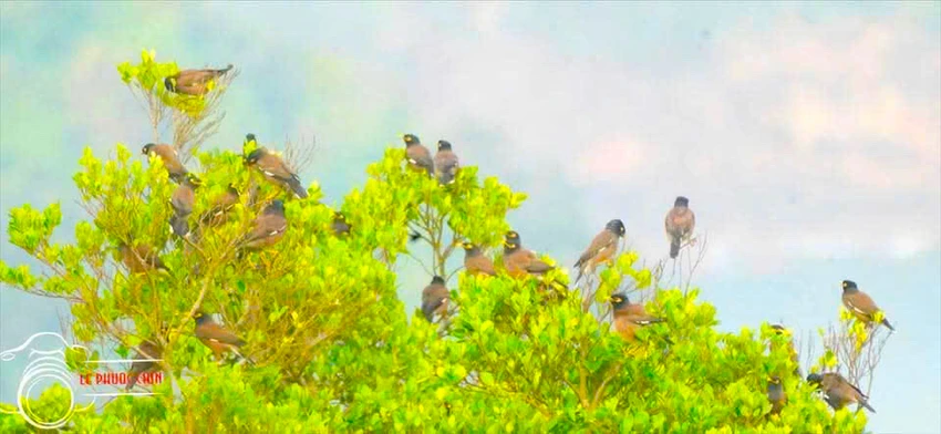 chim sáo nâu
