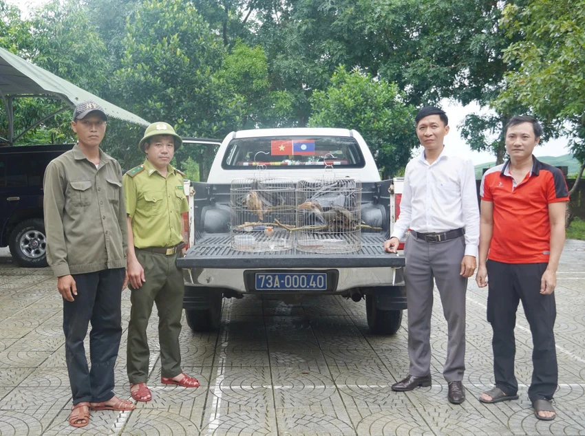 chim niệc nâu